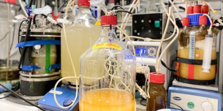 Nueva proteína vegana podría reemplazar a la carne convencional