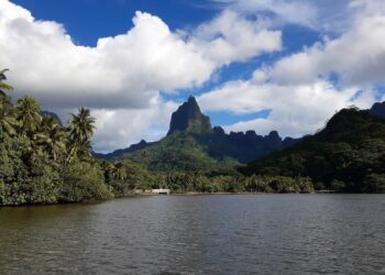 El 31% de las plantas del mundo se encuentran en islas tropicales