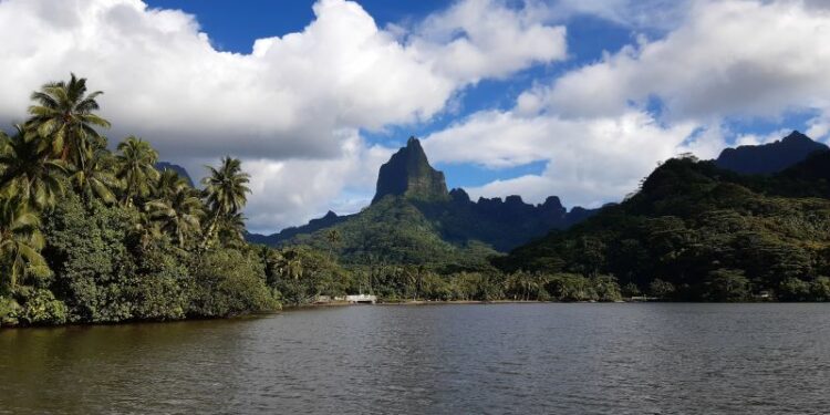 El 31% de las plantas del mundo se encuentran en islas tropicales