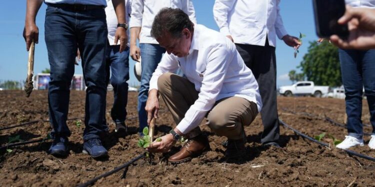 El crecimiento con valor agregado del tabaco dominicano