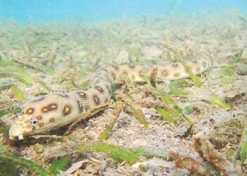 Condenan dos dominicanos en Puerto Rico por contrabando de anguilas