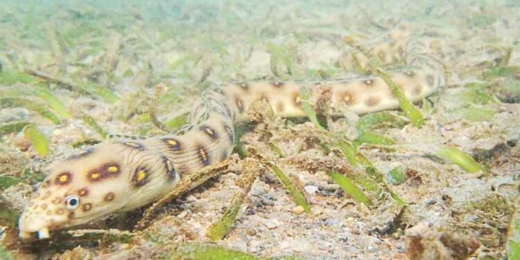 Condenan dos dominicanos en Puerto Rico por contrabando de anguilas