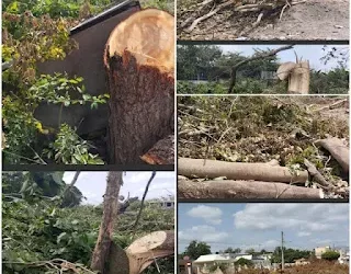 Agroempresario denuncia tala masiva amenaza la Presa de Sabaneta