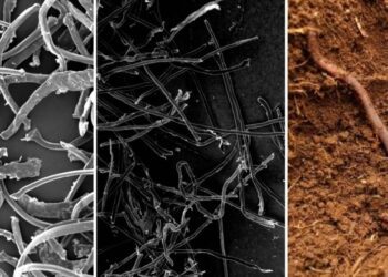 Alertan sobre las fibras biológicas: Más peligrosas que el plástico convencional