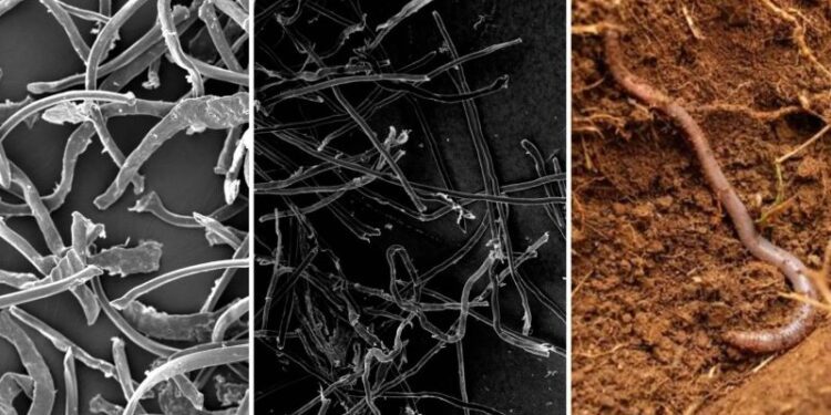 Alertan sobre las fibras biológicas: Más peligrosas que el plástico convencional