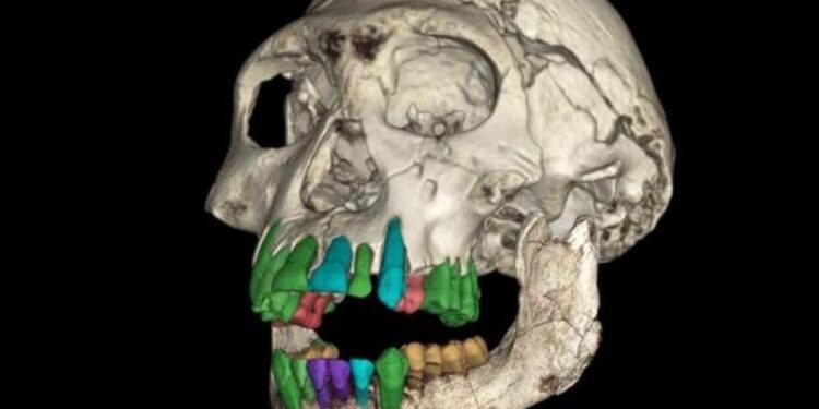Una infancia larga fue preludio de la evolución de un cerebro grande