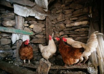 Alerta en EE. UU.: primer caso grave de gripe aviar H5N1