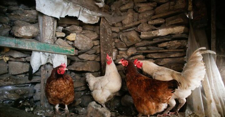 Alerta en EE. UU.: primer caso grave de gripe aviar H5N1