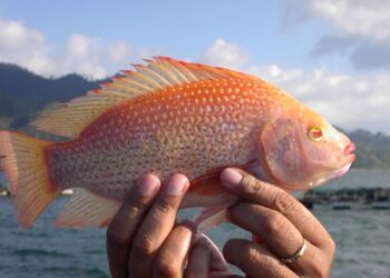 RD alcanzará récord histórico en producción de tilapias en 2024