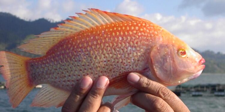 RD alcanzará récord histórico en producción de tilapias en 2024