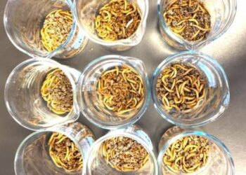 Insectos se mantienen saludables comiendo microplásticos