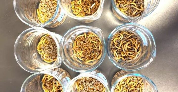 Insectos se mantienen saludables comiendo microplásticos