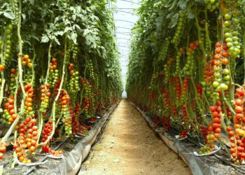 RD con récord en producción de vegetales de invernadero