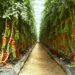 RD con récord en producción de vegetales de invernadero