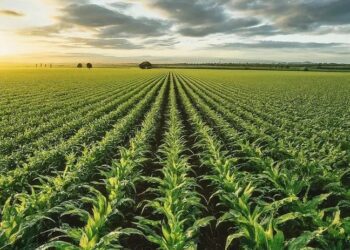 El cultivo de maíz a gran escala aumenta las precipitaciones