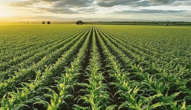 El cultivo de maíz a gran escala aumenta las precipitaciones