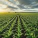 El cultivo de maíz a gran escala aumenta las precipitaciones