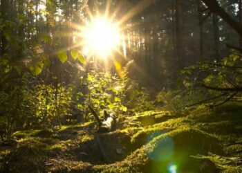La batalla cósmica que retrasó la vida vegetal en la Tierra