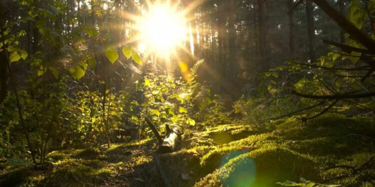 La batalla cósmica que retrasó la vida vegetal en la Tierra