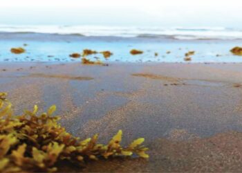 Dos proyectos de RD aprobados por el BID para enfrentar desafíos del sargazo