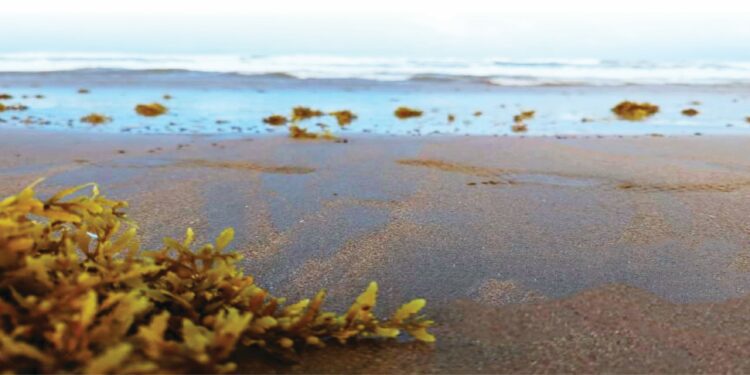 Dos proyectos de RD aprobados por el BID para enfrentar desafíos del sargazo