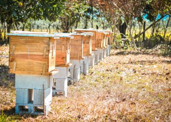 Impulsan protección ambiental con apiarios en El Limón, Samaná