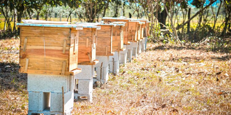 Impulsan protección ambiental con apiarios en El Limón, Samaná