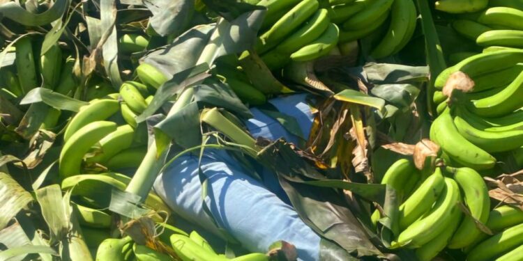 Detienen a dominicanos que ocultaban a indocumentados en camión de guineos verdes