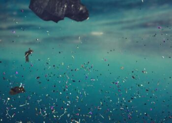 Relacionan microplásticos en el océano con discapacidades de residentes costeros