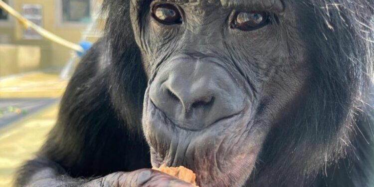 Simios revelan habilidades cognitivas avanzadas