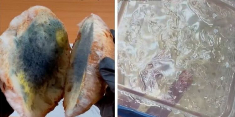 El error al guardar comida; cómo evitar moho en alimento