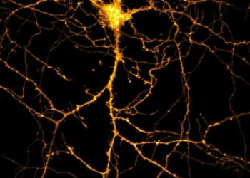 Descubren efectos opuestos de dos proteínas en el cerebro