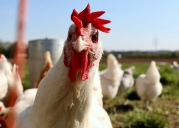 Más de 166 millones de aves sacrificadas por la Gripe aviar H5N1