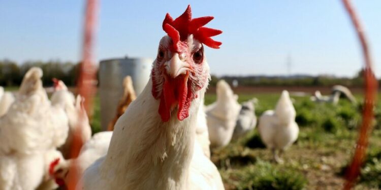 Más de 166 millones de aves sacrificadas por la Gripe aviar H5N1