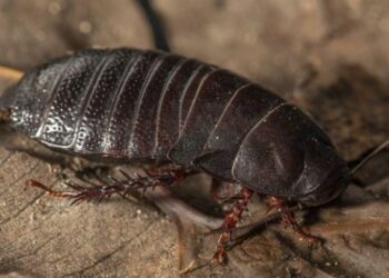 Así las cucarachas entran a casa y se adaptan al entorno