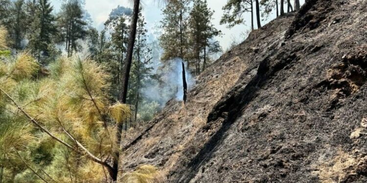 Brigadas logran controlar amenazante incendio forestal en zona de Ocoa