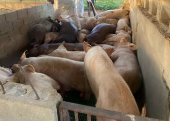 Productor denuncia sacrificio injusto de 300 cerdos por Peste Porcina