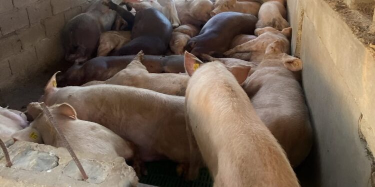 Denuncia sacrificó 300 cerdos por peste y autoridades se niegan a compensarlo