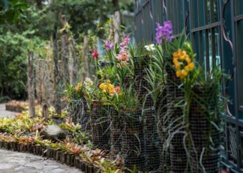 “El más grande del Caribe”: Un santuario de orquídeas florece en Santiago