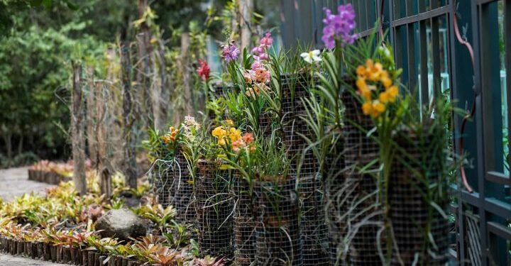 “El más grande del Caribe”: Un santuario de orquídeas florece en Santiago