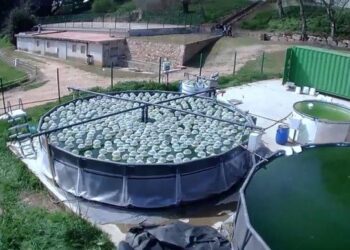 Innovadora solución natural limpia aguas subterráneas contaminadas 