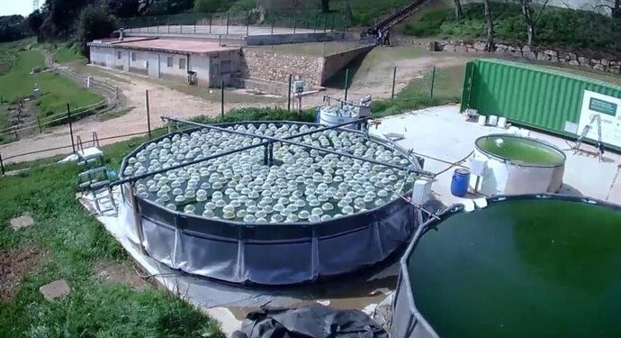 Innovadora solución natural limpia aguas subterráneas contaminadas 