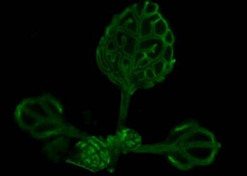 Científicos resuelven misterio con las plantas de más de un siglo