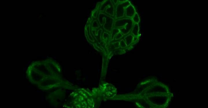Científicos resuelven misterio con las plantas de más de un siglo