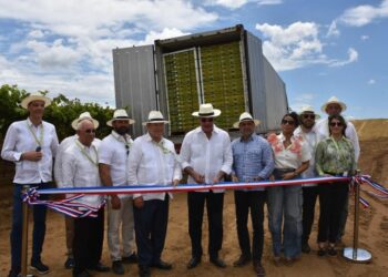 Uvas dominicanas llegan a EE. UU. por primera vez