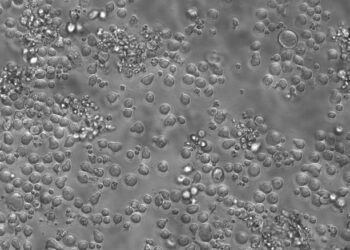 Descifran cómo envejece la sangre a partir de los 50 años