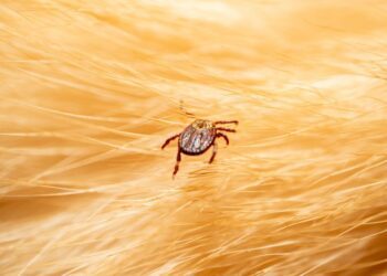Por vivir en zonas rurales puedes contraer Lyme causada por garrapatas