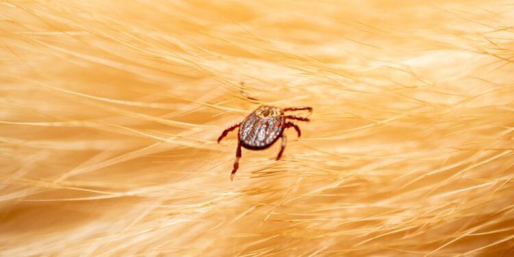 Por vivir en zonas rurales puedes contraer Lyme causada por garrapatas