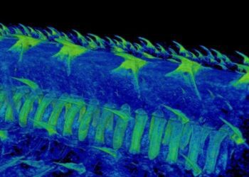 Hallazgos científicos reescriben el origen evolutivo de los dientes