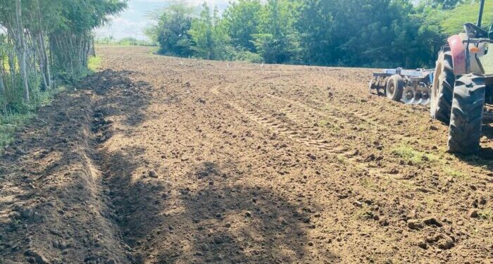 Advierten Identidad gastronómica dominicana amenazada por pérdida agrícola